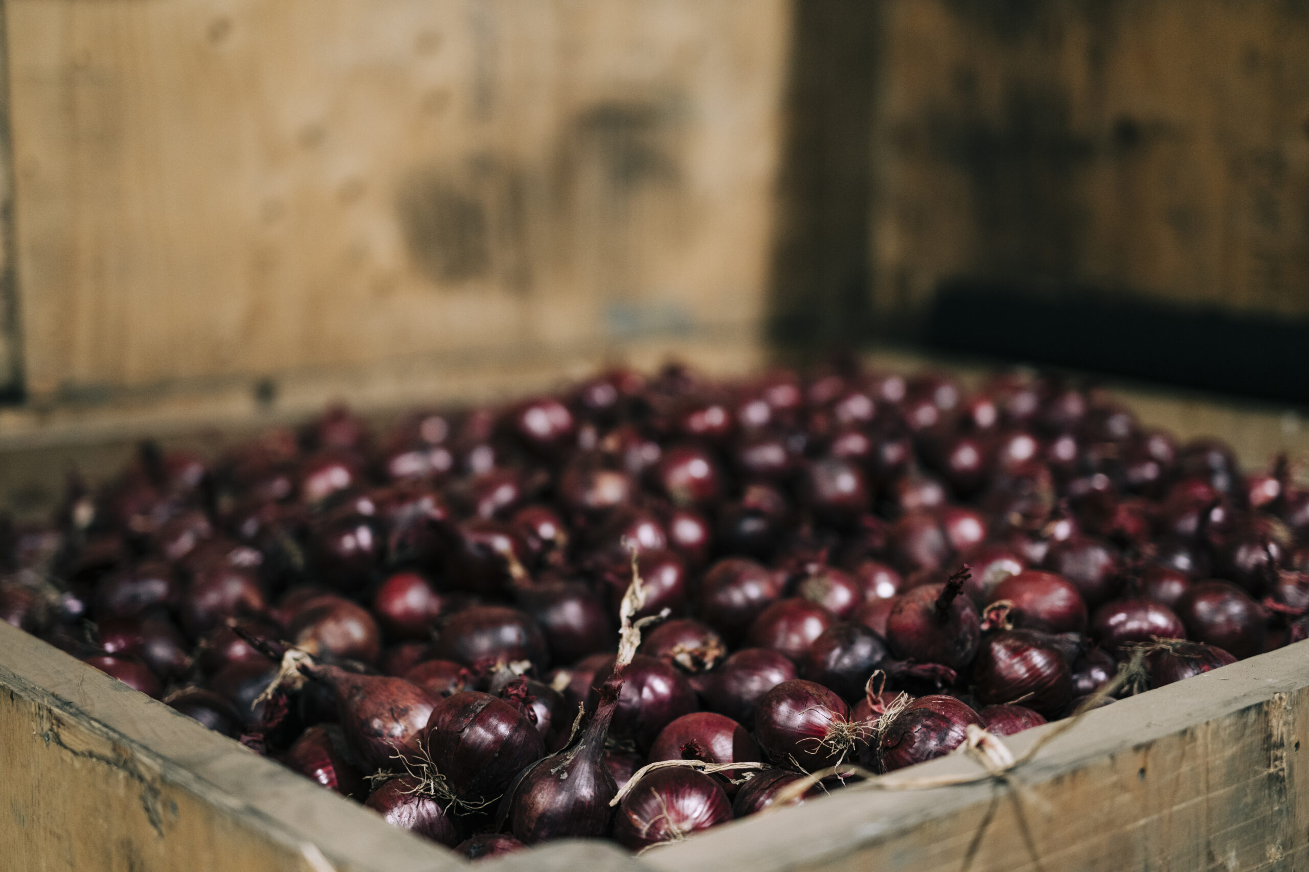 Stockholmsgarden-2025-3175-scaled